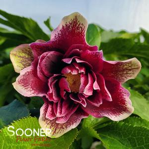 Image property of Sooner Plant Farm, Inc