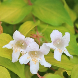 Image Property of Sooner Plant Farm