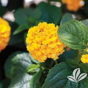 Image courtesy of Greenleaf Nursery