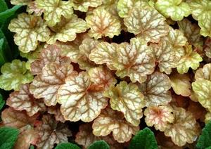 Courtesy of Terra Nova Nurseries