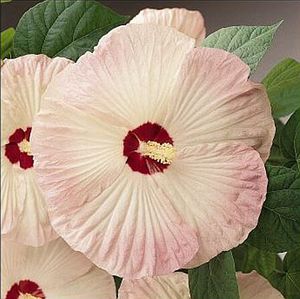 Image courtesy of Greenleaf Nursery