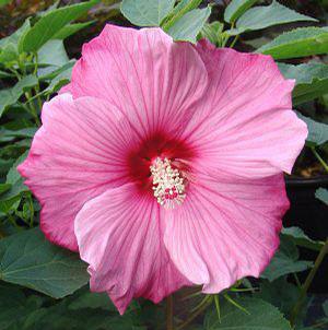 Image courtesy of North Creek Nursery