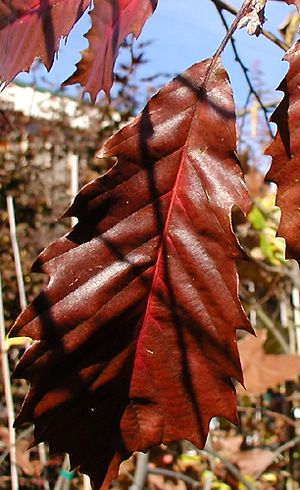 Fall Leaf color<br> Image property of sooner Plant Farm