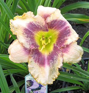 Image property of Sooner Plant Farm