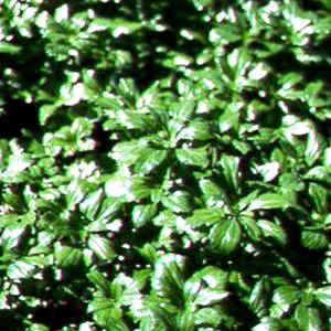 GREEN SHEEN PACHYSANDRA