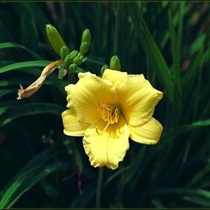Image courtesy of Greenleaf Nursery
