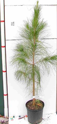 SLASH PINE