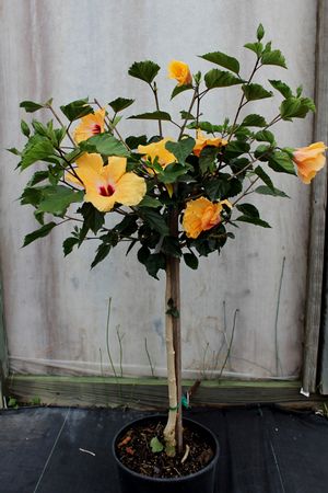 SUNDANCE TROPICAL HIBISCUS