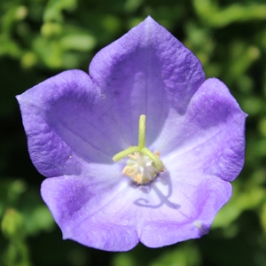 BLUE CLIPS BELLFLOWER