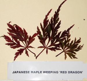 RED DRAGON WEEPING JAPANESE MAPLE