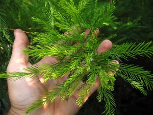 POND CYPRESS