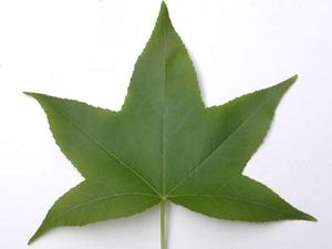 CHEROKEE™ SWEETGUM