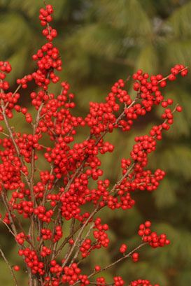 BERRY NICE® WINTERBERRY HOLLY