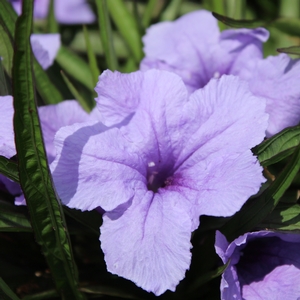 KATIE PURPLE DWARF MEXICAN PETUNIA