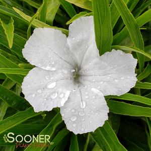 KATIE WHITE DWARF MEXICAN PETUNIA
