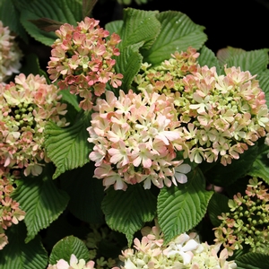 MARY MILTON VIBURNUM