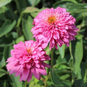 PINK POODLE CONEFLOWER