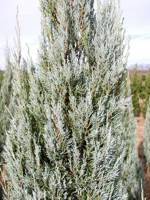 WELCHI JUNIPER