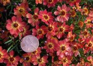 LITTLE PENNY TICKSEED