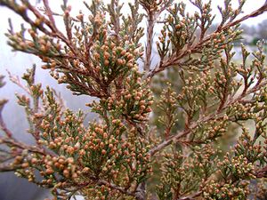 DUNDEE HILLS JUNIPER