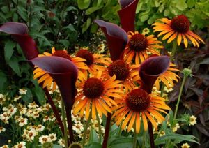 FLAME THROWER CONEFLOWER