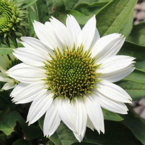 VIRGIN CONEFLOWER