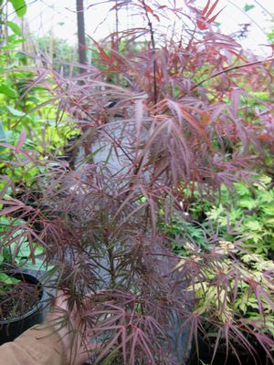RED CLOUD UPRIGHT JAPANESE MAPLE