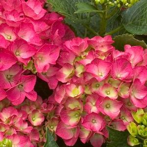 CITYLINE® PARIS HYDRANGEA