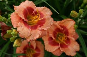 BAHAMA PINK SKY™ KOKOMO™ DAYLILY
