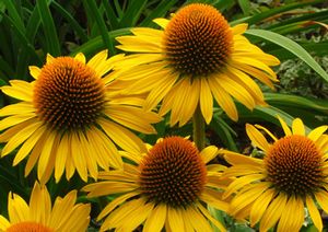 MAUI SUNSHINE CONEFLOWER
