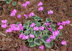 SOMETHING MAGIC HARDY CYCLAMEN