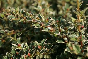 NORTHERN BORDERS™ COTONEASTER