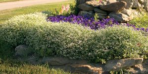 DIAMOND FROST EUPHORBIA