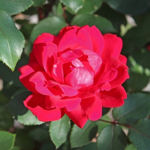 DOUBLE RED KNOCK OUT® ROSE