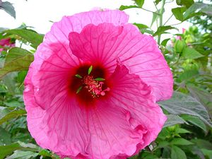 AQUARIAN FLEMING HARDY HIBISCUS