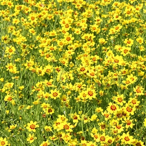 GOLD NUGGET TICKSEED