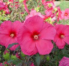 ERUPTION FLEMING HARDY HIBISCUS