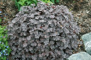 CHERYL'S SHADOW CRANESBILL GERANIUM