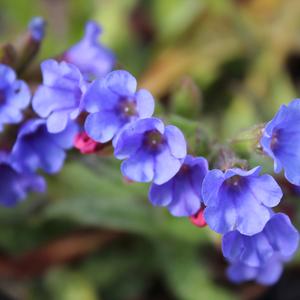 TREVI FOUNTAIN LUNGWORT