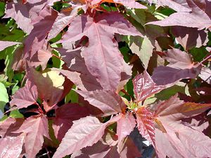 KOPPER KING FLEMING HARDY HIBISCUS