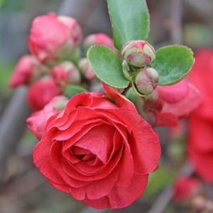 DOUBLE TAKE® PINK STORM QUINCE