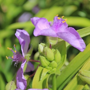 SUNSHINE CHARM SPIDERWORT