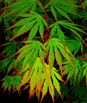 SENSU FULL MOON UPRIGHT JAPANESE MAPLE