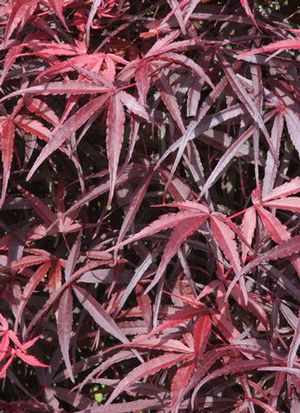 HUBB'S RED WILLOW UPRIGHT JAPANESE MAPLE