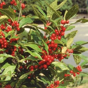 WINTER RED WINTERBERRY HOLLY