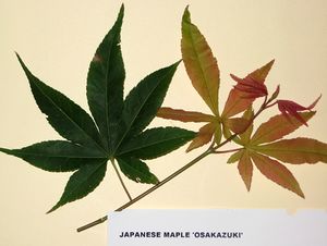 OSAKAZUKI UPRIGHT JAPANESE MAPLE