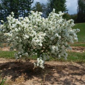 SNOW DAY® BLIZZARD PEARL BUSH