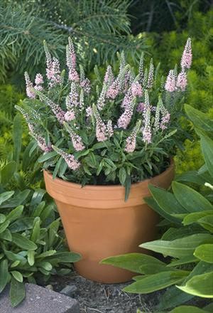 SWEET LULLABY SPEEDWELL