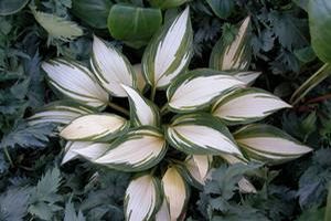 REMEMBER ME HOSTA