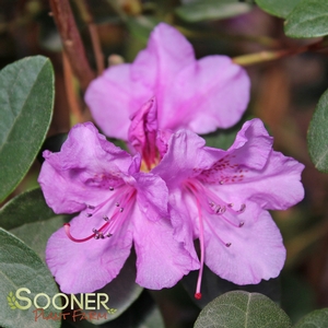 ABBEY'S RE-VIEW® RHODODENDRON